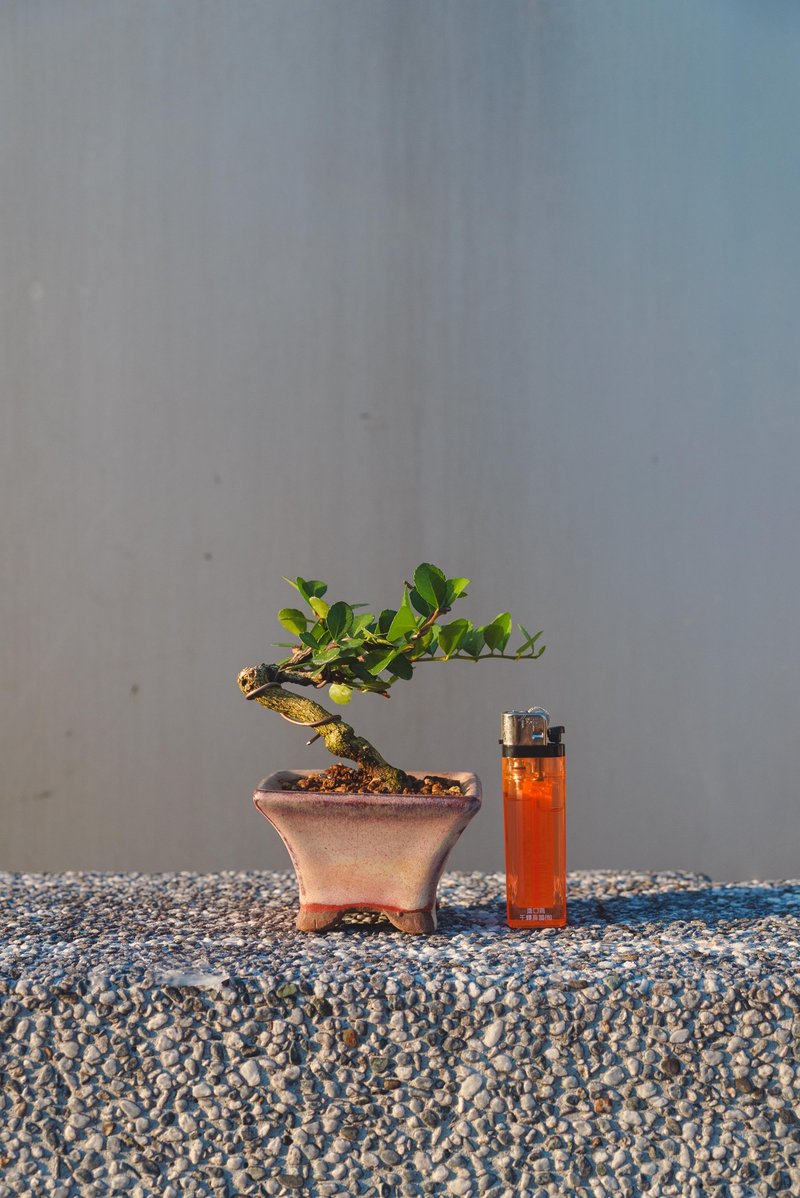 牛港刺迷你盆栽 豆盆栽 - 盆栽/植栽 - 植物.花 綠色