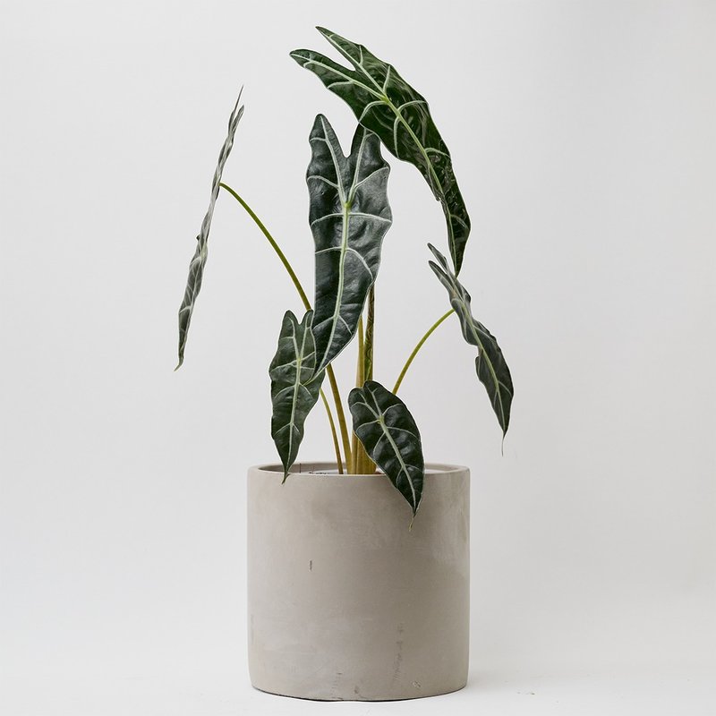 黑葉觀音蓮 | 室內盆栽 觀葉植物 開幕送禮 新手入門款 - 盆栽/植栽 - 植物.花 綠色