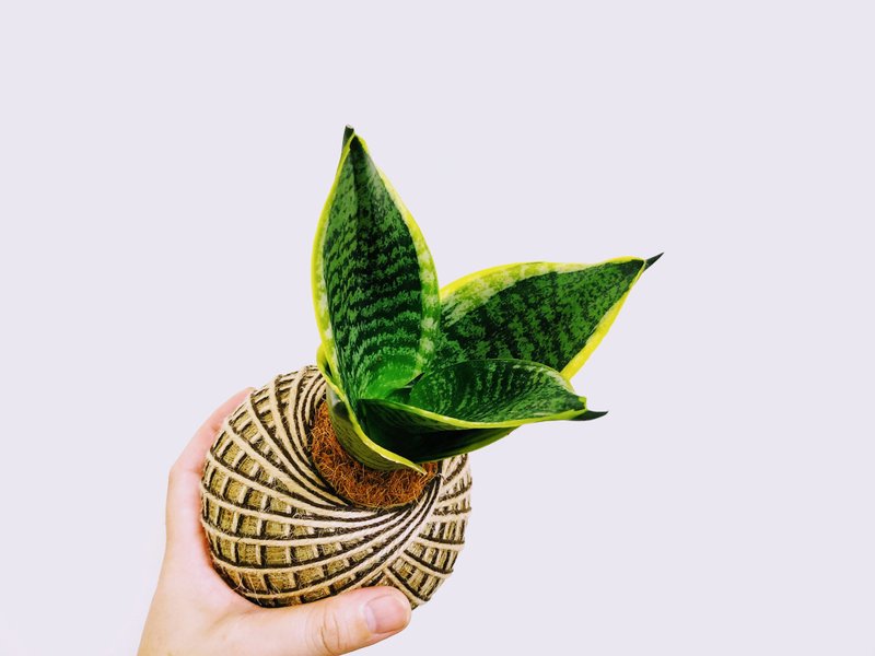 虎紋金邊虎尾蘭苔球│室內植物│陽台植物│觀葉植物 - 盆栽/植栽 - 植物.花 黃色