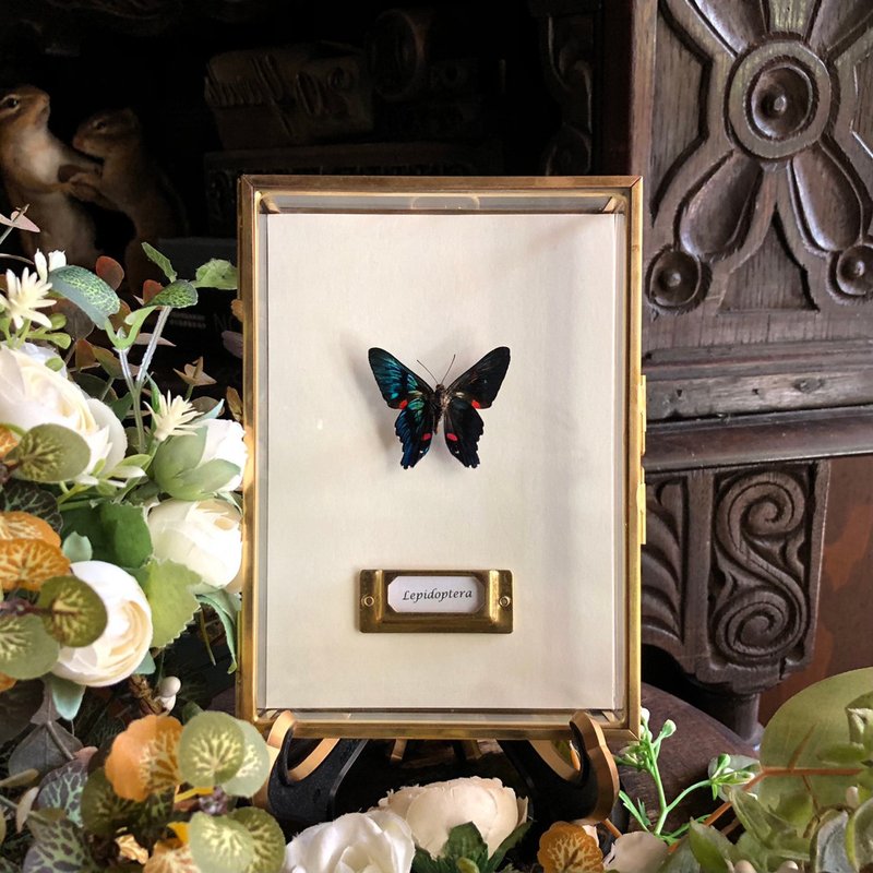 炫亮的雷射光線∣白帶曲蜆蝶_蝴蝶標本 - 擺飾/家飾品 - 玻璃 多色