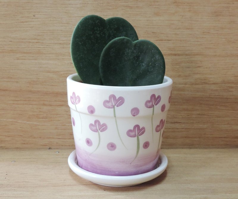 Nursery potted succulents