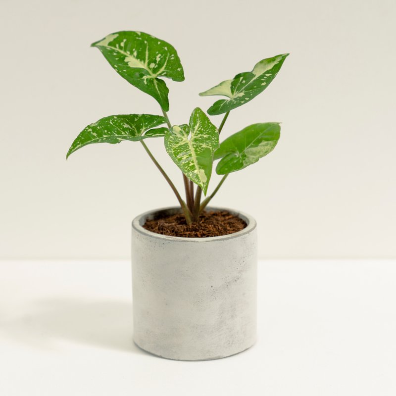 熊貓合果芋│泥作系列│福所栽 - 盆栽/植栽 - 水泥 白色