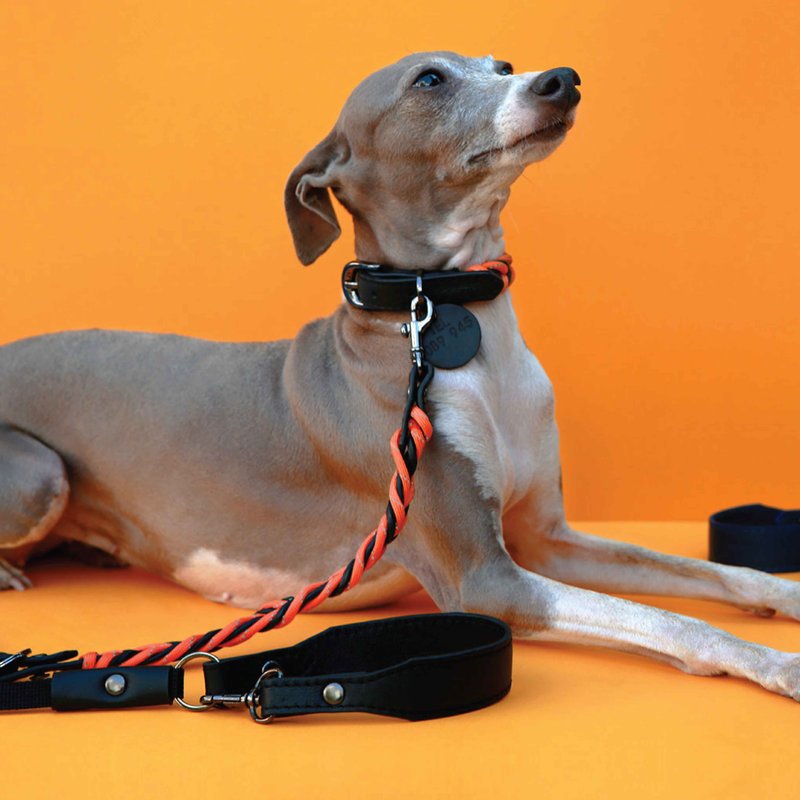 Reflective Pet collar and leash set with Name, Night Safe Paracord Soft Leather - 項圈/牽繩 - 真皮 橘色
