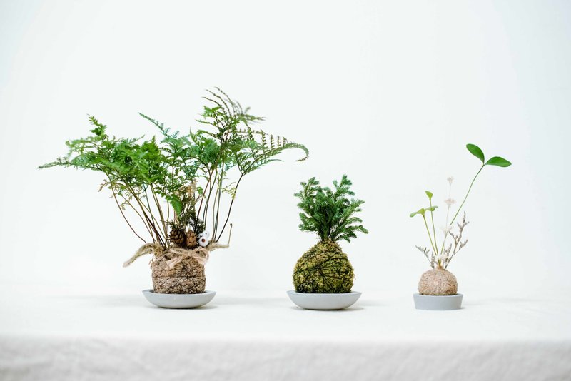 參樓 【包緊處理】水苔球系列(三球一組)