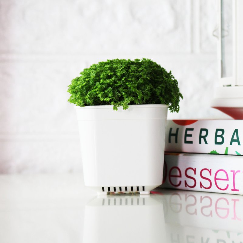 Cute Plant-Ice Cream Selaginella