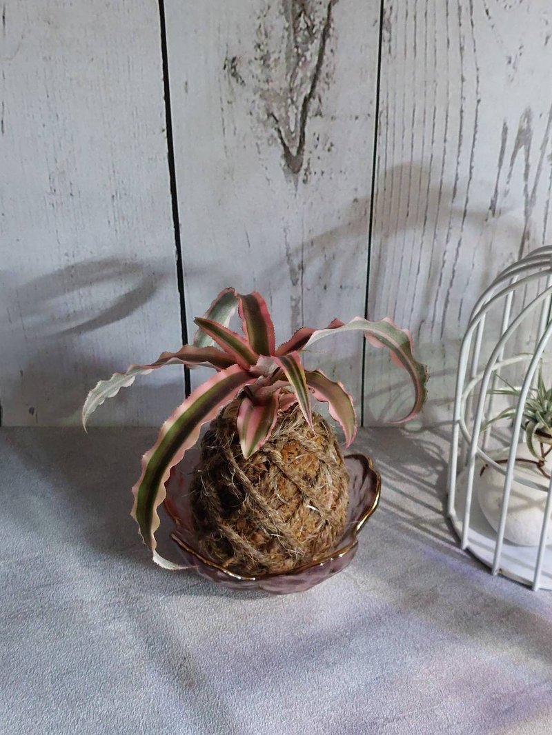 絨葉鳳梨苔球 開運招財 送禮 室內植物 居家植物 辦公室植栽 - 盆栽/植栽 - 植物.花