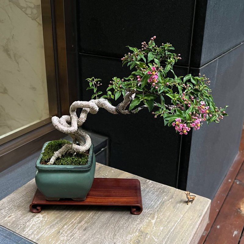 李氏櫻桃∣中品展覽級盆景 第二波滿花 - 盆栽/植栽 - 陶