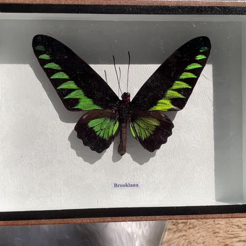 Papilio Brookiana beautiful real butterfly Taxidermy Insect handmade Box frame - Items for Display - Wood Brown