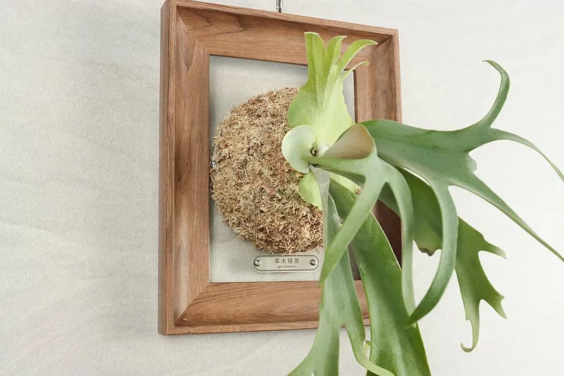 室內植物：鹿角蕨