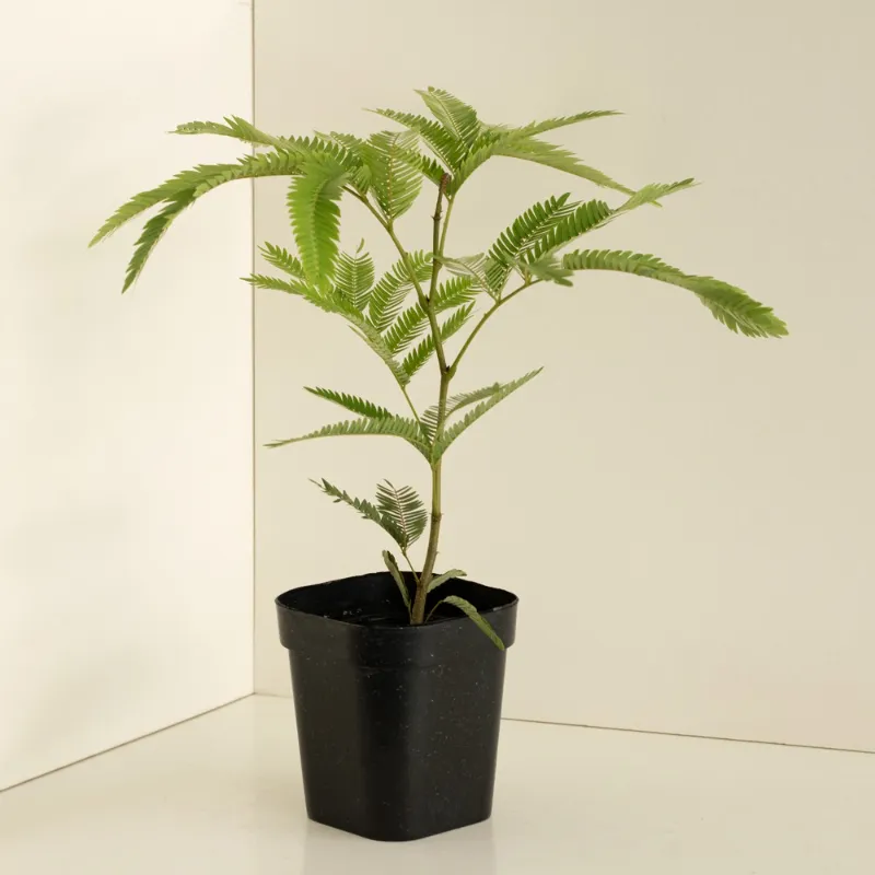 小豆樹照顧 小菜一盆 laiveitsai 日本小豆樹