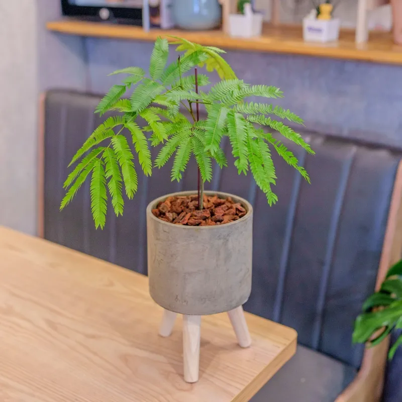 小豆樹照顧 巧繪網植物館 小豆樹小高木腳水泥盆栽