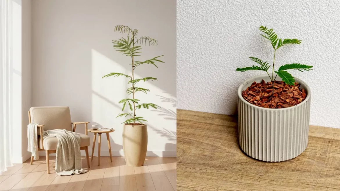 小豆樹照顧 巧繪網植物館 小豆樹盆栽