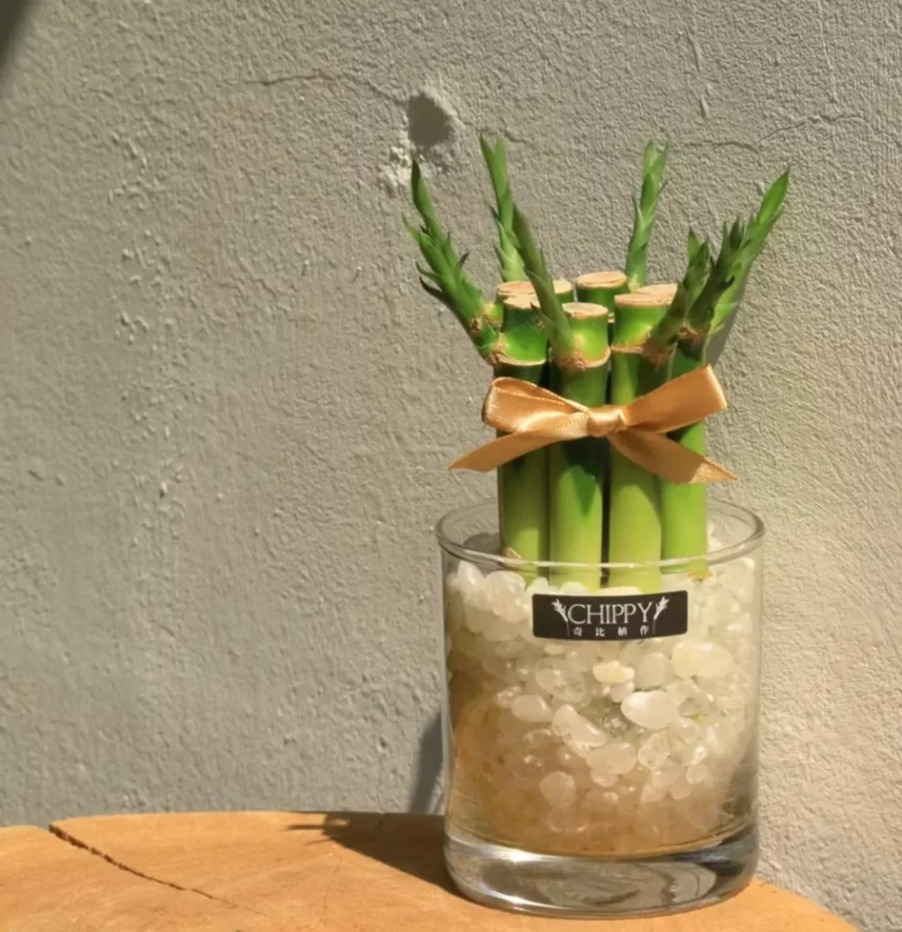 過年拜拜:奇比植作桌上開運竹