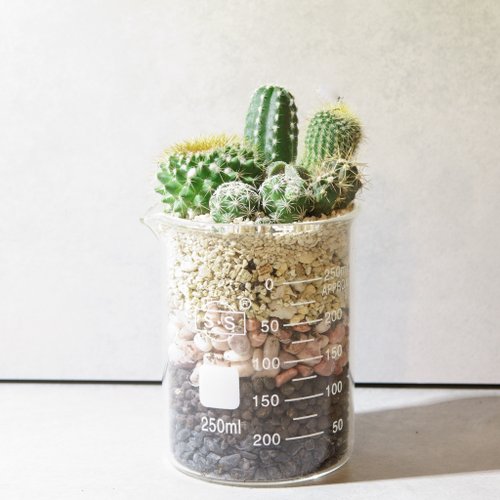 Microscape design-250ml beaker/cactus meat