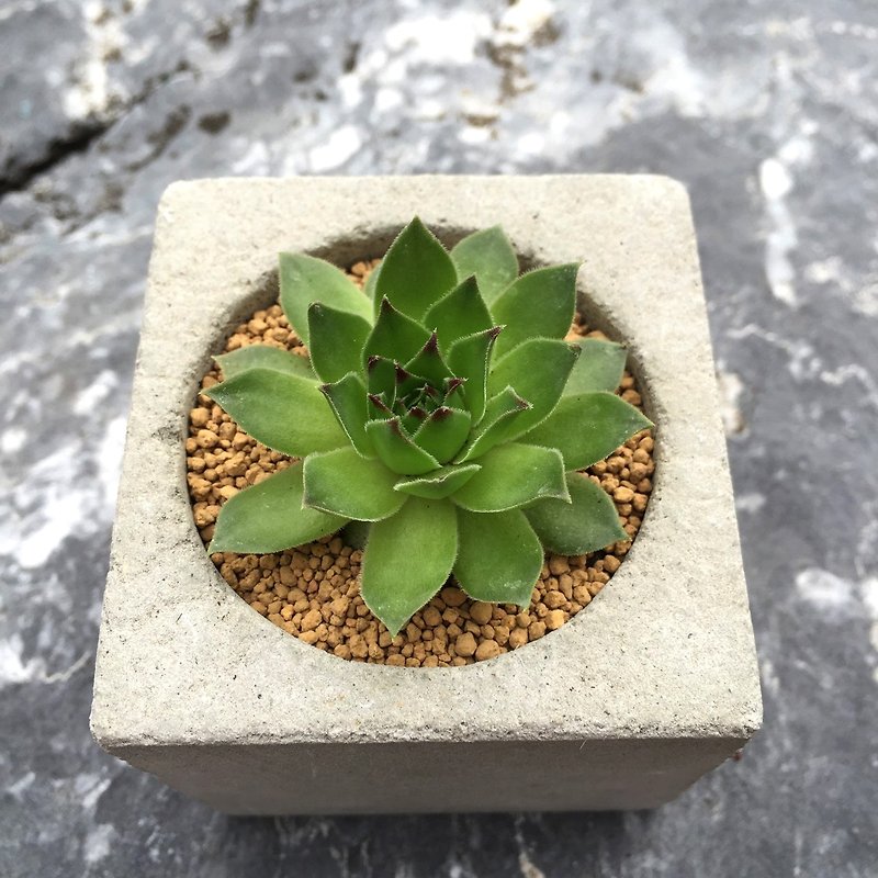 [Flora and fauna] handmade cement pots. Number eight [excluding plant] - ตกแต่งต้นไม้ - ปูน สีเทา