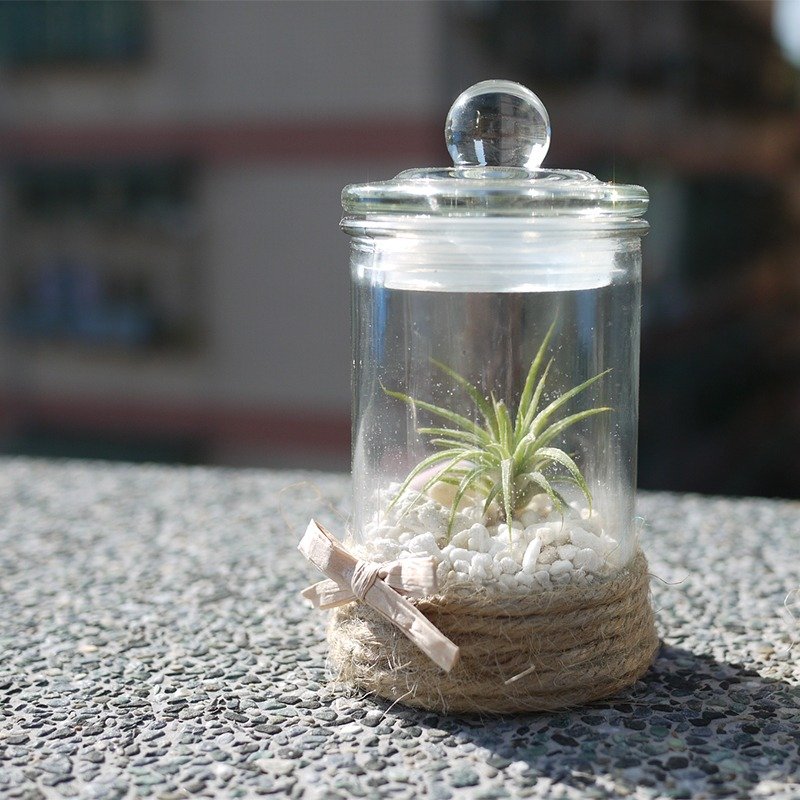 空氣鳳梨植栽、生日禮品、(密封瓶、小精靈)療瘉小物、時尚簡約、軟木堆疊、手作工藝、居家/辦公室飾品、客製服務、DIY - 盆栽/植栽 - 木頭 綠色