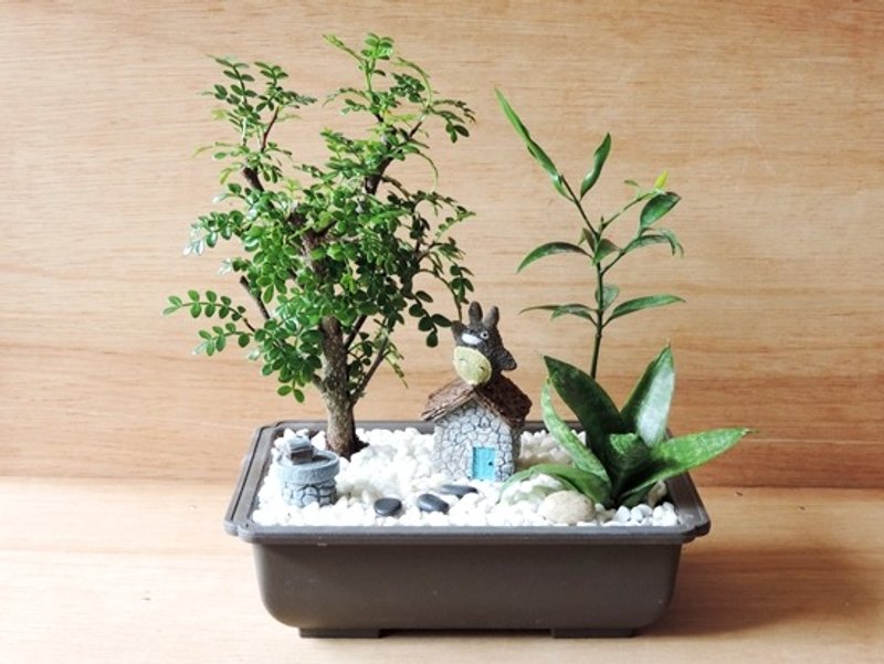 日系小品賞 ‧ 龍貓居 - 植栽/盆栽 - 植物．花 
