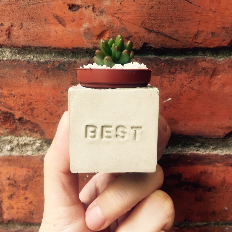 Best~!! (The best of everything~!) Succulent Magnet Potted Plant - ตกแต่งต้นไม้ - ปูน สีเทา