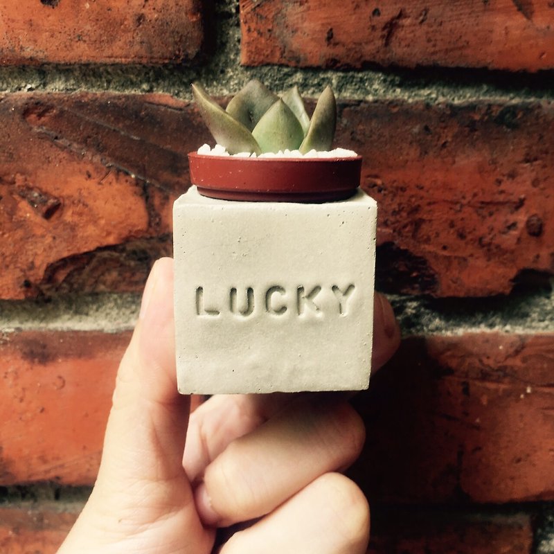 Lucky~!!（幸運）磁鐵多肉盆栽 - 植栽/盆栽 - 水泥 灰色