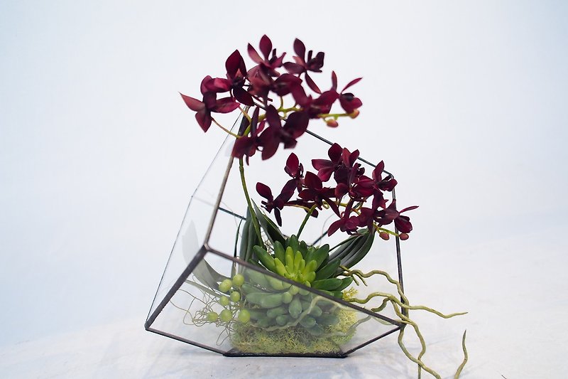 [Artificial] burgundy mini greenhouse floriculture greenhouse Phalaenopsis Flower - Plants - Other Materials 