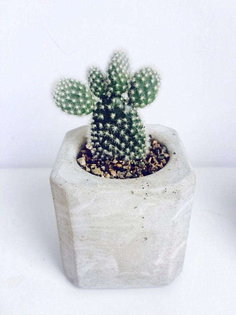 JokerMan / 0 - Home & office & indoor miniature forest & desk healing relieve pressure on small objects - geometric cube cement flower pot · Ornaments Succulents + [container] - Plants - Cement Green
