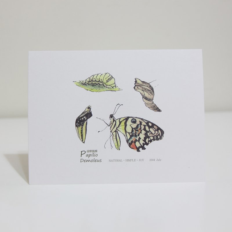 Gordon -NSJ painted butterfly postcard Damour - การ์ด/โปสการ์ด - กระดาษ หลากหลายสี