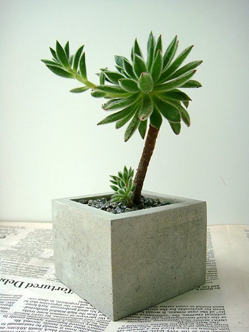 小さな正方形のセメント花 - 観葉植物 - コンクリート グレー