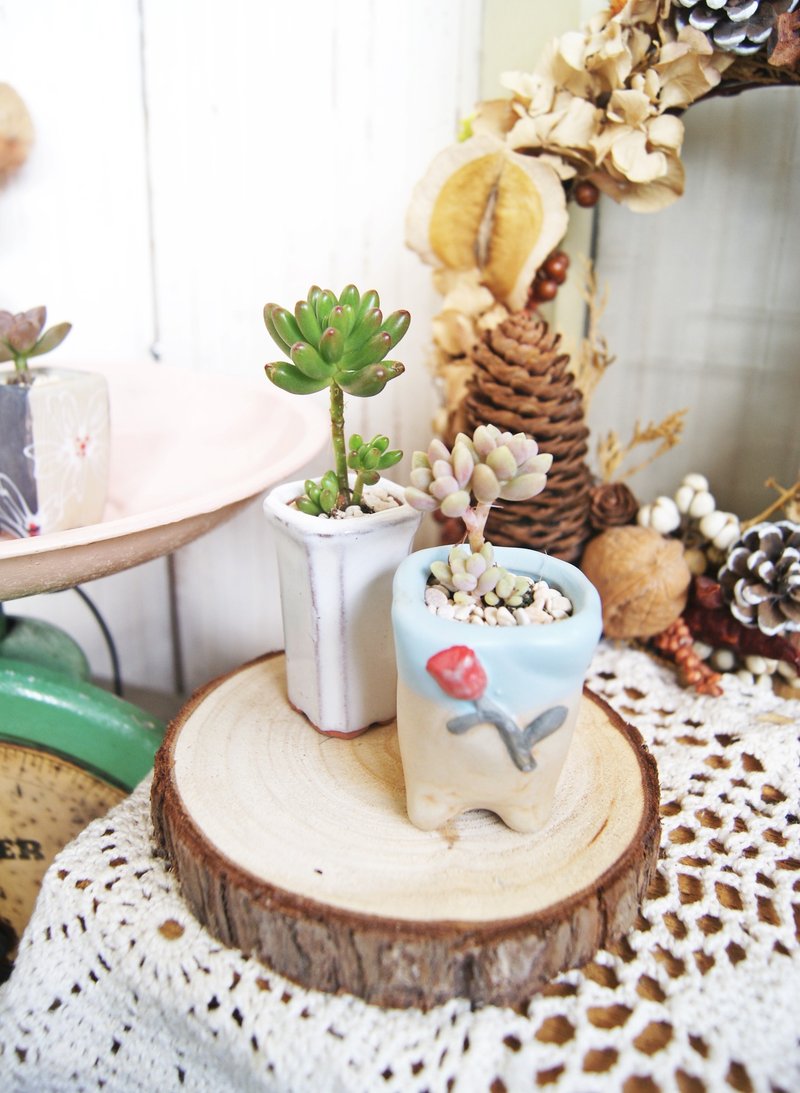 Cute thumb pots X succulents (More work can According to 3s garden fan page reference) - Plants - Plants & Flowers 