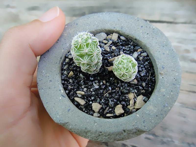 Circular stone-cement basin is potted cactus planting healing - ตกแต่งต้นไม้ - ปูน สีเขียว