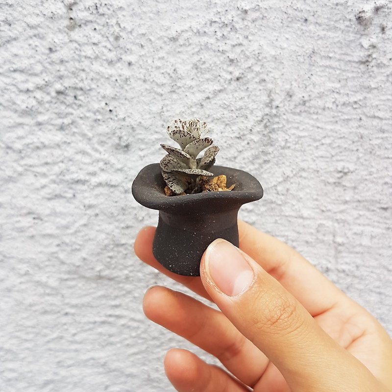 A Magician Hat 3【Mini】( With Succulent Kalanchoe rhombopilosa ) - Plants - Pottery 