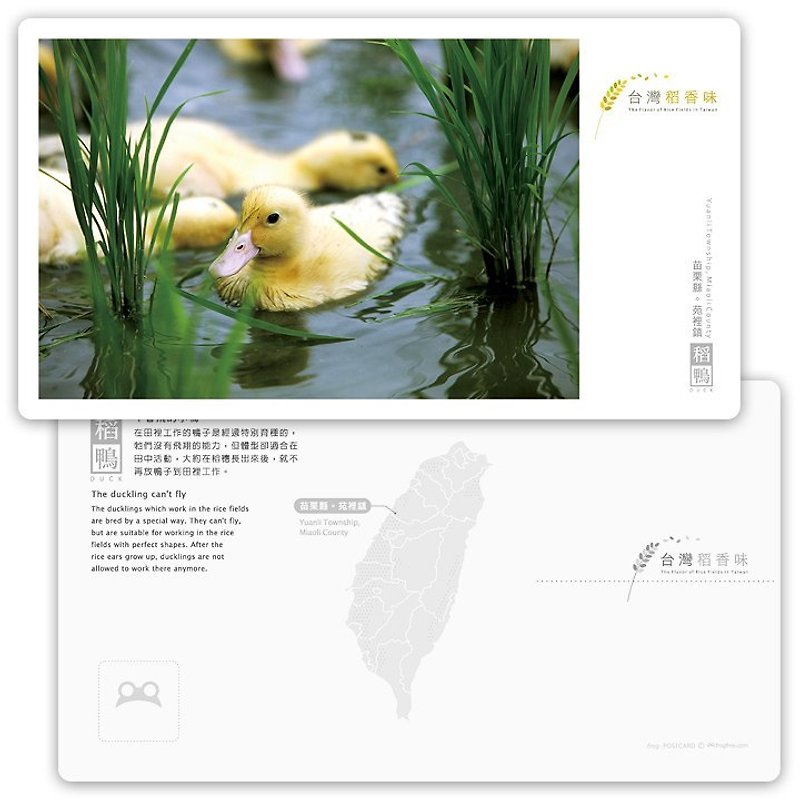 台灣稻香味明信片[稻鴨系列] - 不會飛的小鴨 - 卡片/明信片 - 紙 
