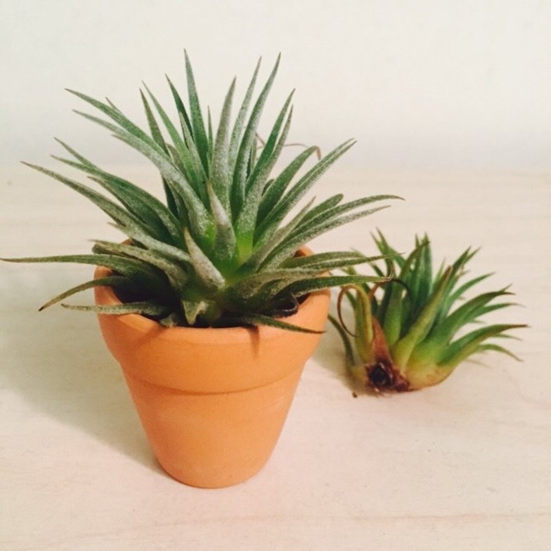 [動植物]空氣鳳梨厄瓜多小精靈 - 盆栽/植栽 - 植物．花 綠色
