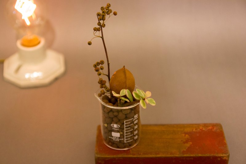 和森兄弟 - 多肉x種子 - 雅樂之舞 - 盆栽/植栽 - 植物．花 綠色