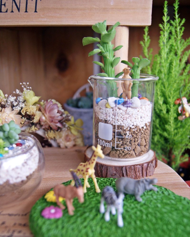 It's a small world - magic beans tree planting succulents X - ตกแต่งต้นไม้ - พืช/ดอกไม้ 