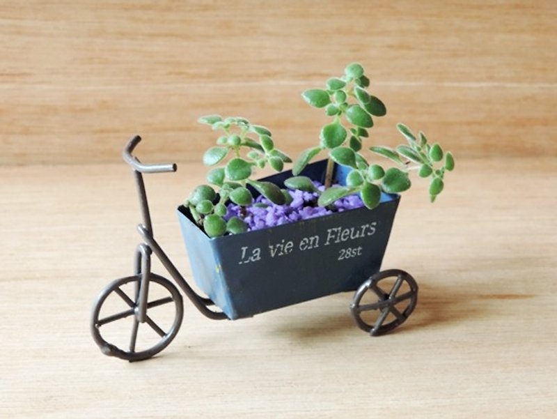Treatment and education system ‧ ‧ succulents retro bicycle - Plants - Plants & Flowers 