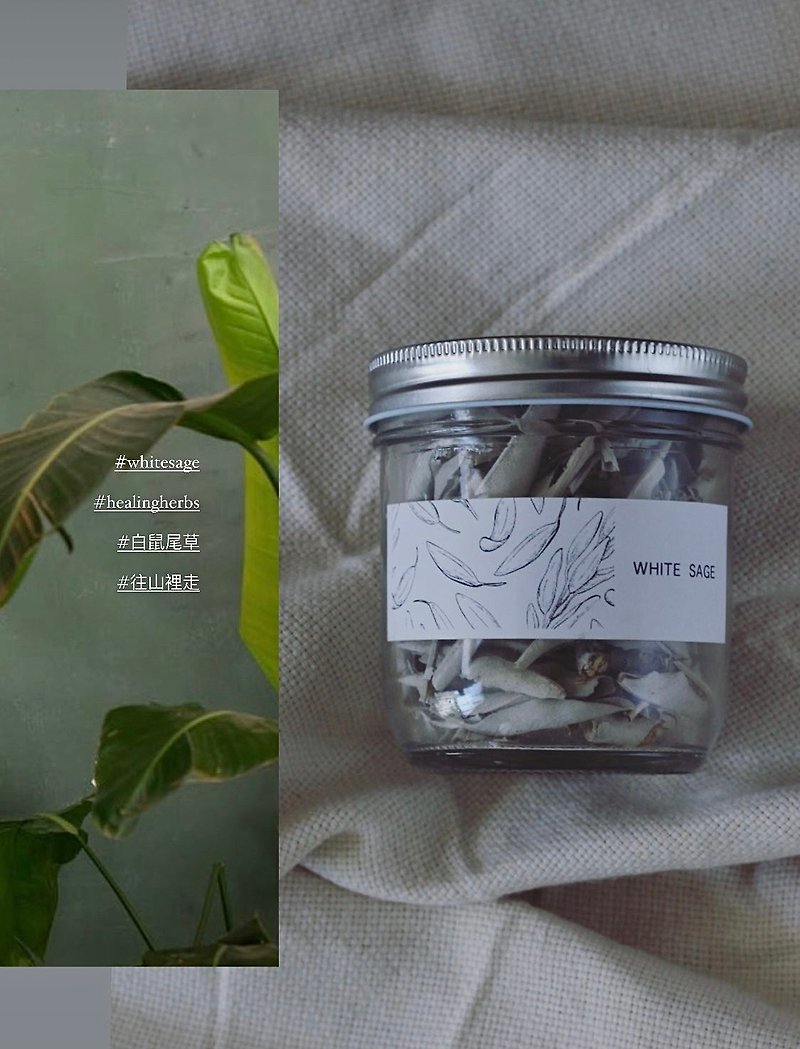【 空間淨化 - 白鼠尾草 】White Sage 空間淨化與清理 - 香氛/精油/擴香 - 植物．花 白色