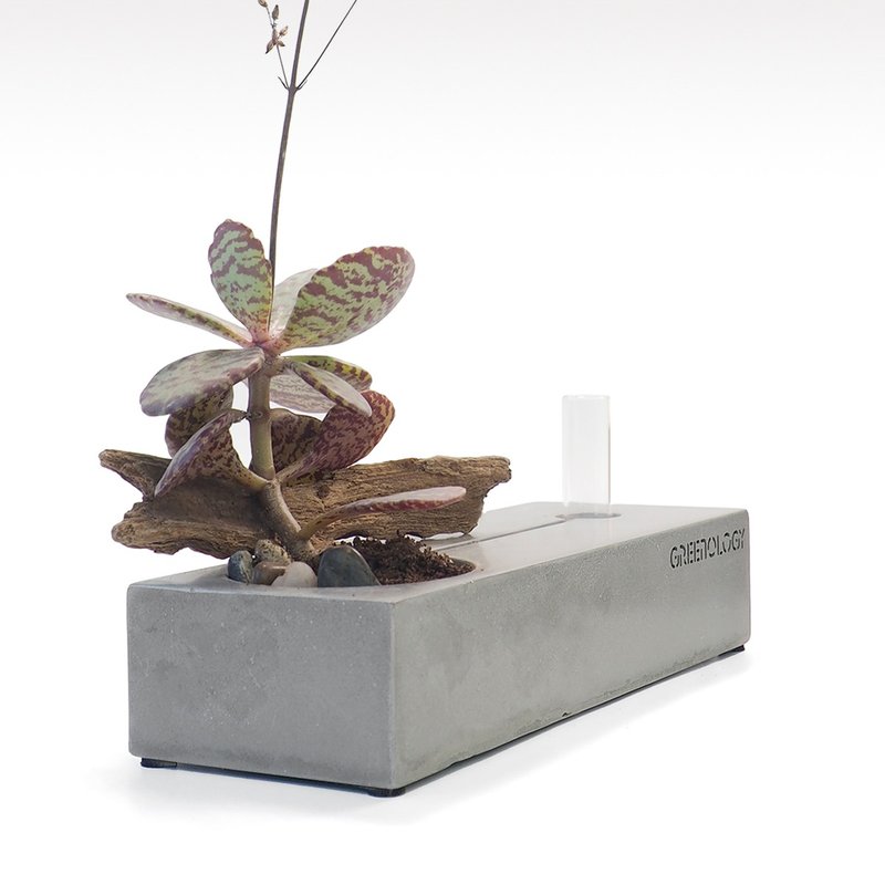 Greenology 水泥花器 - 盆栽/植栽 - 水泥 灰色