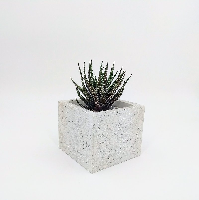 [Square pot] Cement flower/ Cement potted plant/ Cement planting (plants not included) - Plants - Cement White