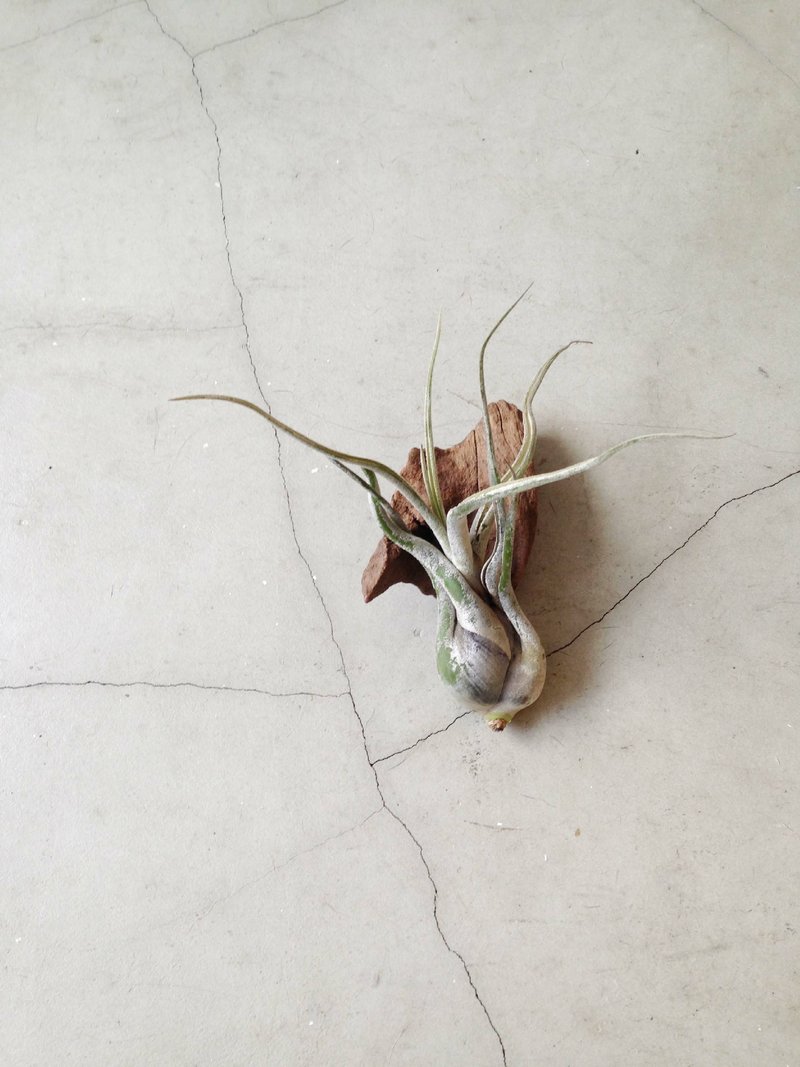 ◥ limited variety - gorgeous Queen: T.caput-medusae Medium queen's head Tillandsia x Driftwood combination planting - Plants - Plants & Flowers Gold