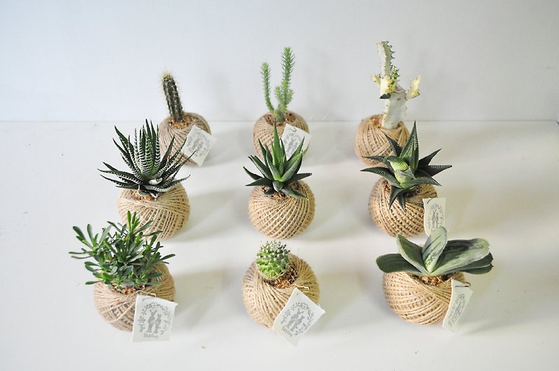 "Little warm" succulents potted cactus creative small (single Sold) - ตกแต่งต้นไม้ - พืช/ดอกไม้ 