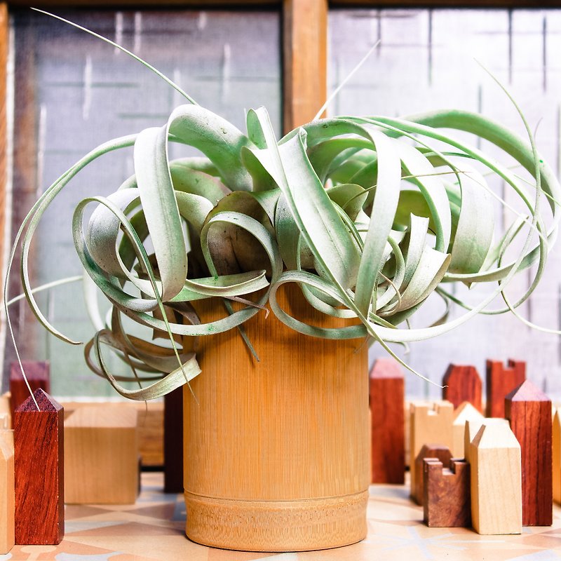 Bamboo smoke air plant - portrays King - Plants - Glass Gold