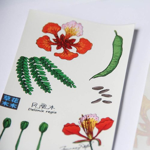 【草花木木】原创水彩手绘花卉植物之"凤凰花"明信片卡片套装