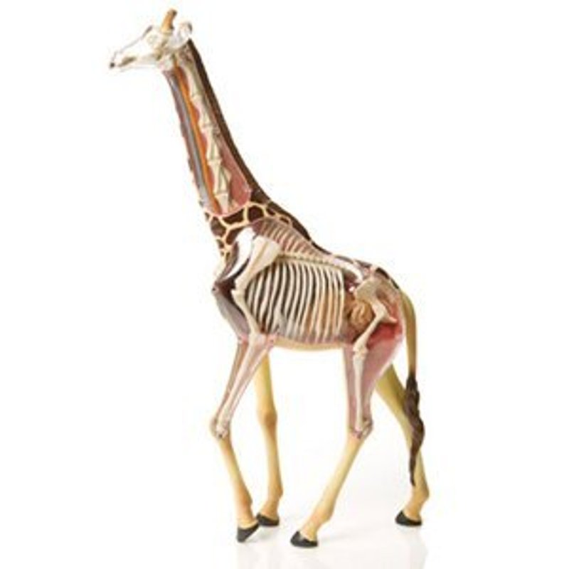 พลาสติก อื่นๆ - 4D Master_4D combined model - animal series - perspective giraffe