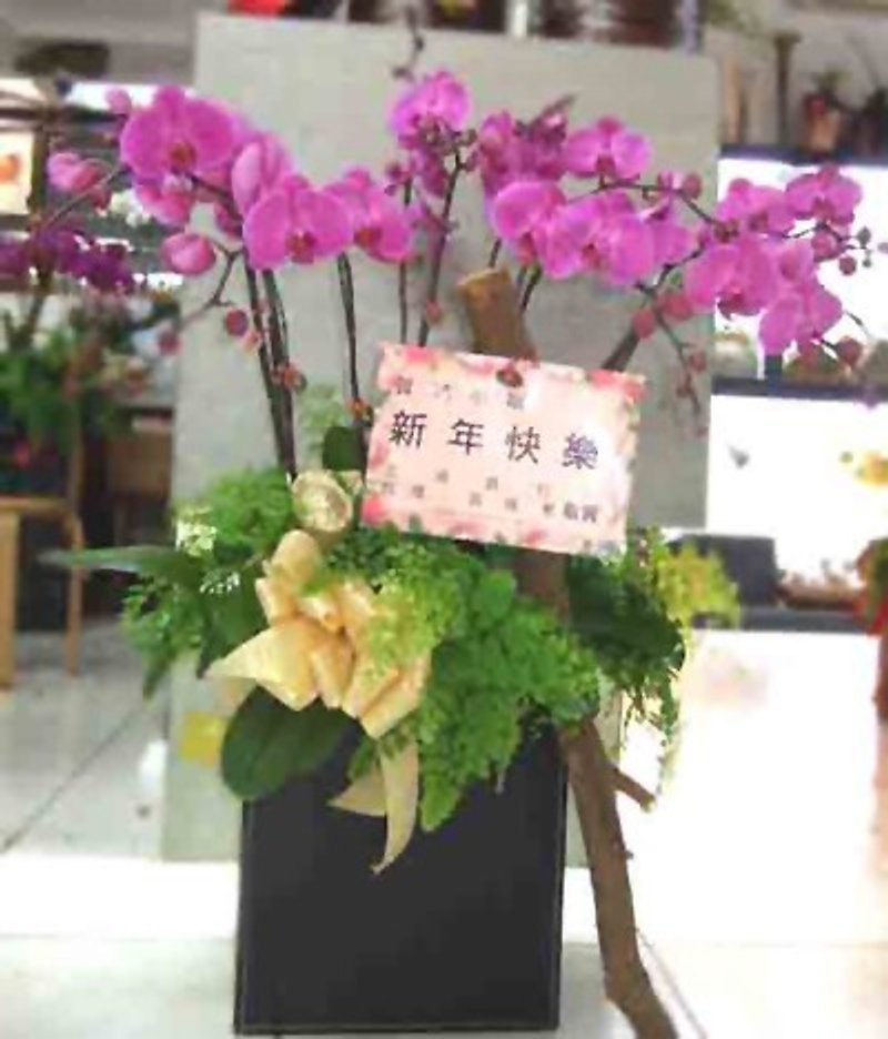 胡蝶蘭（粉末） - 観葉植物 - 寄せ植え・花 パープル