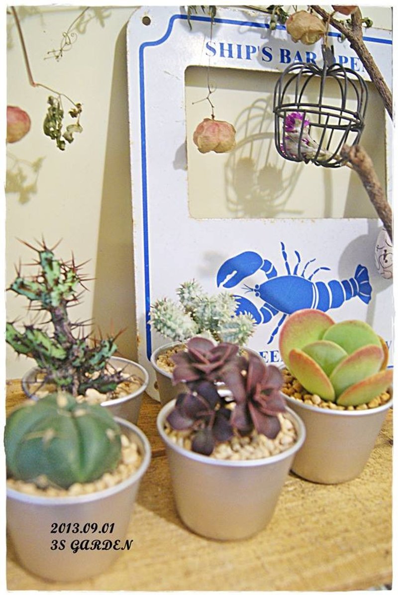 Grocery lovely spa aluminum cup X Super Meng Yu Succulents planting (small) - Plants - Other Metals 