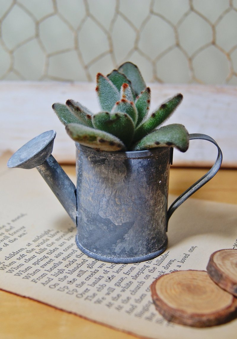 ZAKKA old brush mini meaty planting pouring kettle X - ตกแต่งต้นไม้ - พืช/ดอกไม้ 