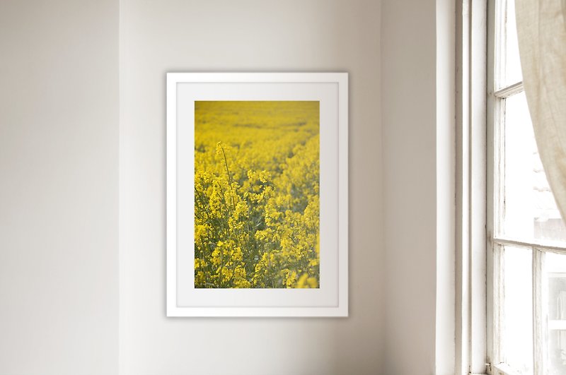 Photography Canola Flower Field II (without frame/additional price) - โปสเตอร์ - กระดาษ สีเหลือง