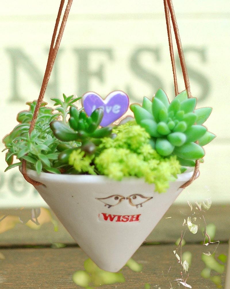 Wide cone cups hanging - free of succulents 