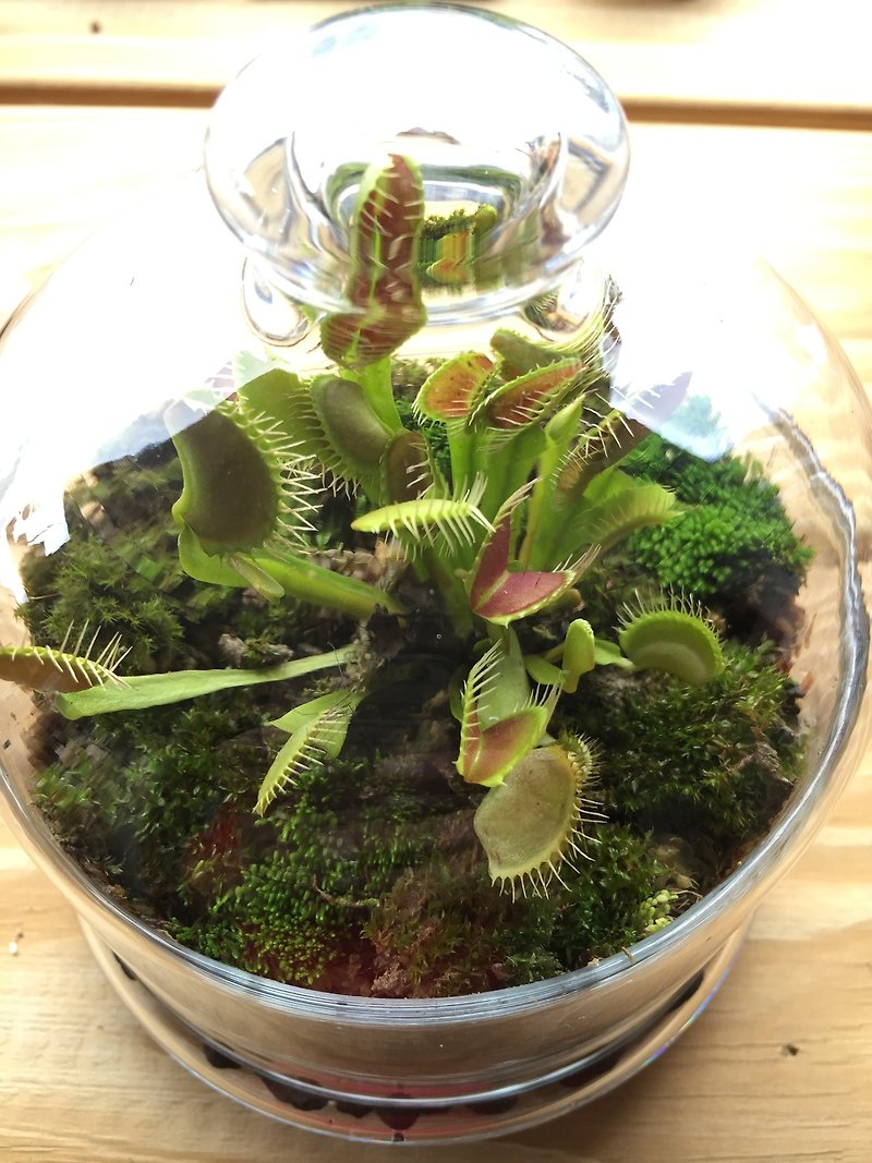 Pure natural insectivorous garden glass clock pot insectivorous plant gifts - ตกแต่งต้นไม้ - พืช/ดอกไม้ สีเขียว