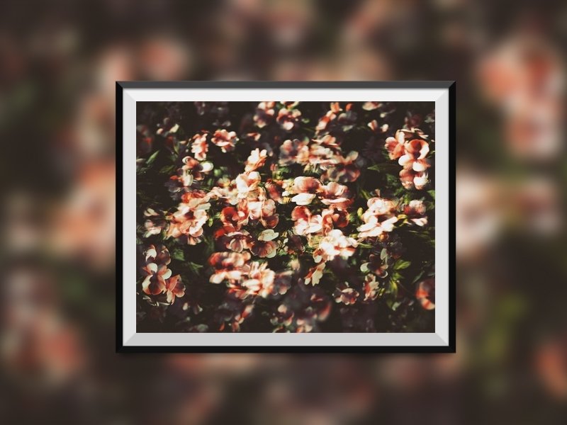 【照片輸出】❁ | A4 Photo Print 頂級半光面相紙 | TH1RT3ENDREAMS - 攝影集 - 紙 多色